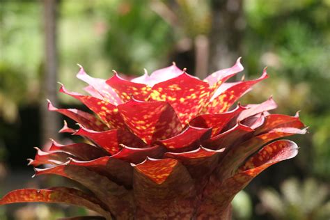 Voyage D Tudes La Faune Et La Flore En Martinique Mfr De Mortagne