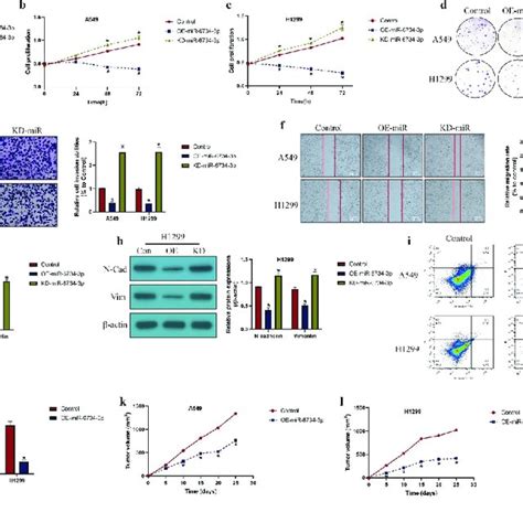 The Effects Of Mir 6734 3 On The Malignant Phenotypes In Nsclc Cells Download Scientific