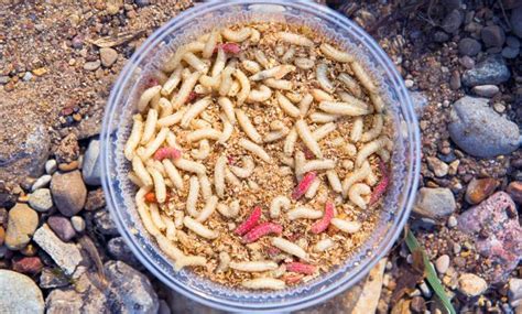 umpan alami  tiruan mancing  sungai purrtien