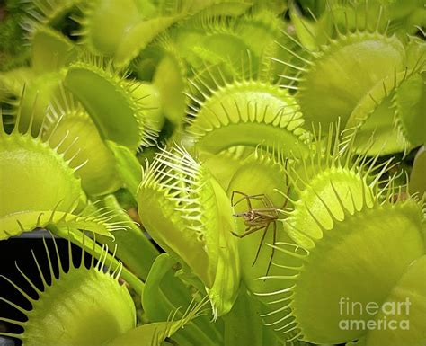 Venus Fly Traps Photograph By Linda Carol Case Fine Art America