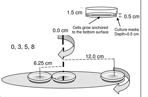 Experimental set up. Petri dishes and 96-well culture plates were... | Download Scientific Diagram