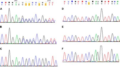 Frontiers A Mosaic Mutation In The Lama2 Gene In A Case Of Merosin