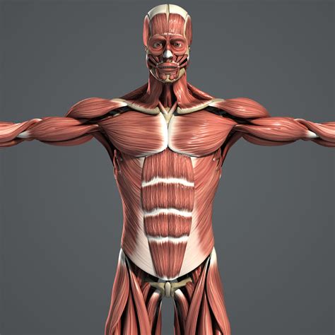 รายการ 104 ภาพพนหลง ระบบกลามเนอ muscular System อปเดต