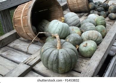 Blue Pumpkins Stock Photo 91453832 | Shutterstock