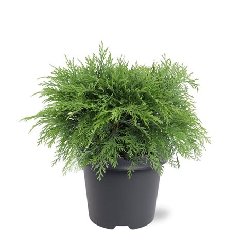 Chamaecyparis Lawsoniana Globosa — Plant Wholesale Floraccess