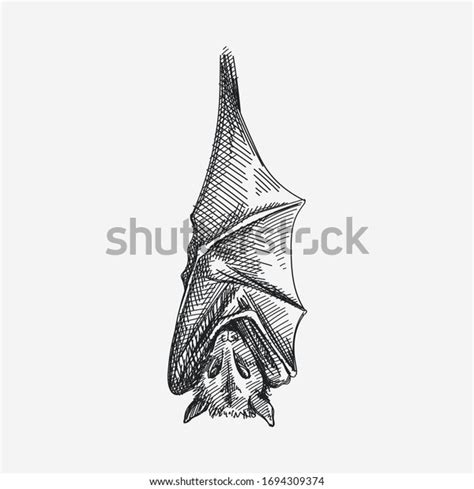 Hand-drawn Sketch Hanging Bat Upside Down Stock Vector (Royalty Free) 1694309374 | Shutterstock