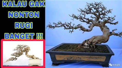 Bunjin Bonsai Inspirasi Bonsai Bonsaitree Bonsaiinspirasi YouTube