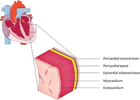 Connecting Epicardial Adipose Tissue And Heart Failure With Preserved