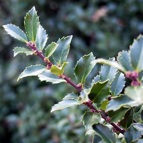 ilex meserveae heckenstar multi stem  pot ardcarne garden