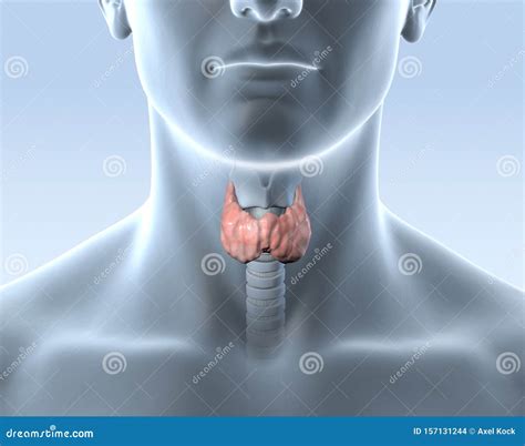 Thyroid Gland Of A Man Medically 3d Illustration Stock Illustration