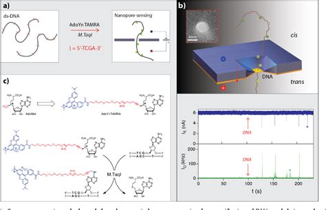 Pdf Single Molecule Dna Methylation Quantification Using Electro