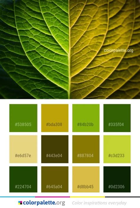 Deep Forest Green Color Palette ideas | colorpalette.org