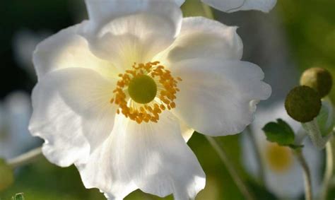 Anémone Du Japon Alba Dura Anemone Tomentosa Anémone Du Tibet