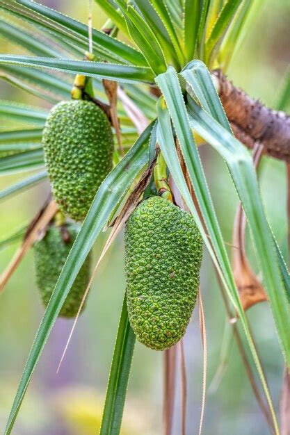 Premium Photo | Pandanus variabilis fruit on palm tree pandanus plant ...