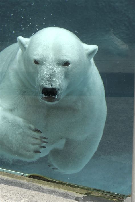 Ours blanc - Zoo sauvage de Saint-Félicien