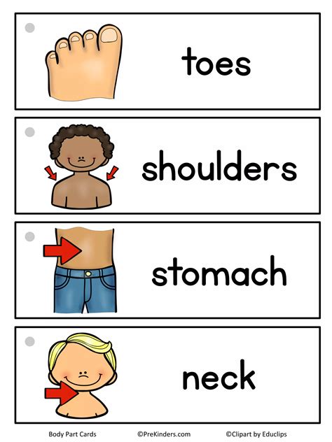 Body Part Word Cards Pdf