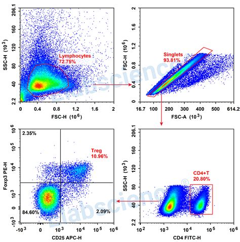 小鼠脾脏Treg3色检测 免疫分型 Elabscience伊莱瑞特官网