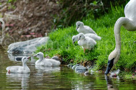 Trumpeter Swan Adult Cygnets – Tom Murphy Photography