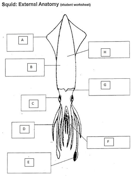 Squid Dissection (External) Diagram | Quizlet