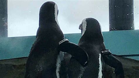 Penguin couple spotted snuggling on birthday date at Monterey Bay ...