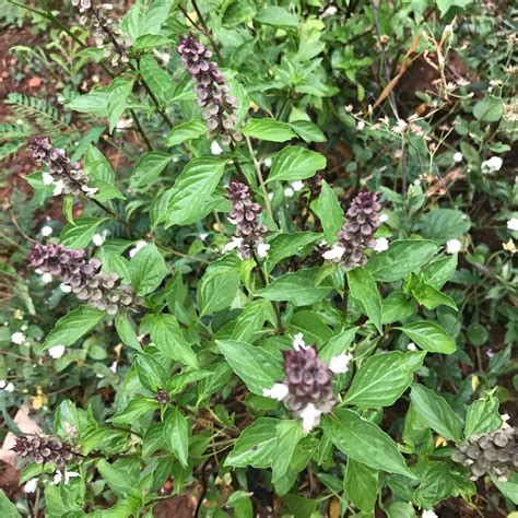 Organic Thai Sweet Basil Seeds Etsy