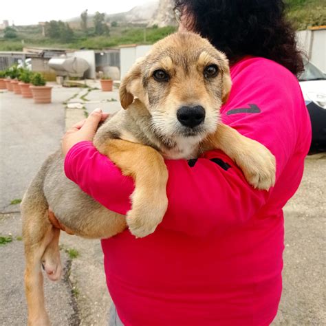 Hugghy Cucciolo Di Mesi Cane A Genova In Regalo