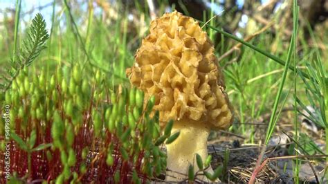 Fungus Yellow Morel Morchella Esculenta Commonly Known As Common