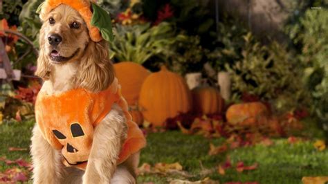 Halloween Dog Wallpapers - Top Free Halloween Dog Backgrounds ...