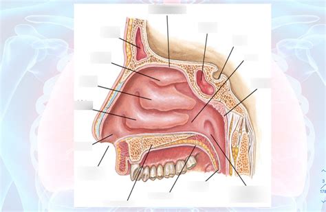 Respiratory System- Nasopharyngeal Diagram | Quizlet