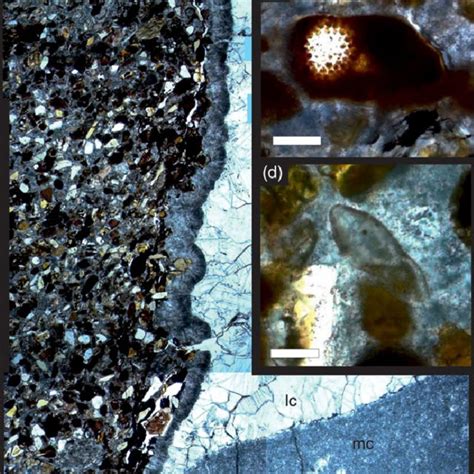 Colour Online Photomicrographs Of Petrographic Thin Sections From The