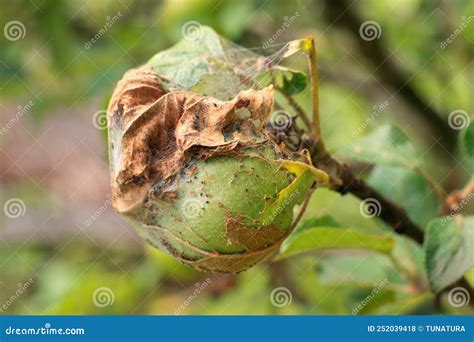 Apple Ermine Moth Damage in the Orchard Yponomeuta Malinellus. Detail of Affected Fruit Stock ...