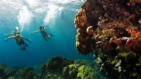 snorkel north big island  amy beasley blog