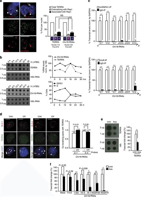 Transcripts Arising From The Subtelomere Of Chromosome Show A Terra