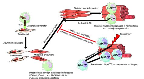 Interactions between macrophages and satellite/myogenic precursor cells ...