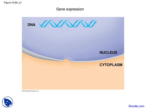 Gene Expression - Fundamentals of Biology - Lecture Slides - Docsity