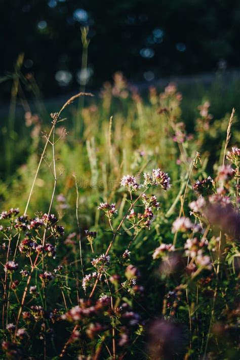 Vertical Shot Of Flowering Oregano Plants At A Field Stock Photo