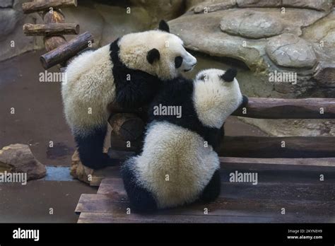 Giant Pandas Two Babies Playing Together Stock Photo Alamy