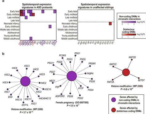 Spatiotemporal Expression Pattern And Network Pathway Implicated In ASD