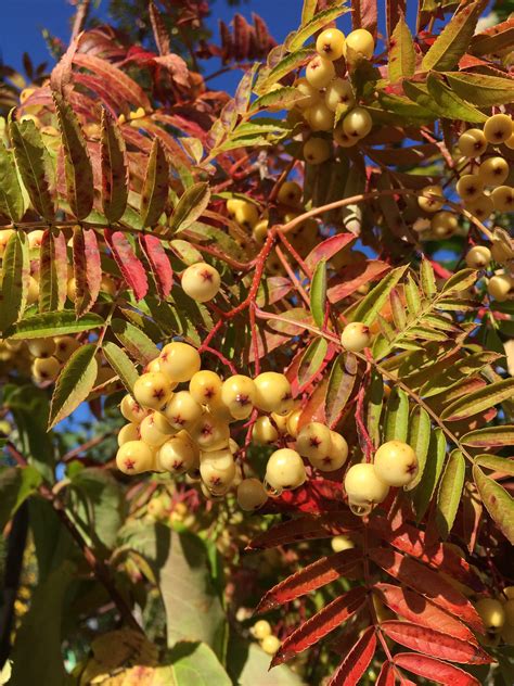 Sorbus Joseph Pock 12 Litre Stewarts Garden Centre