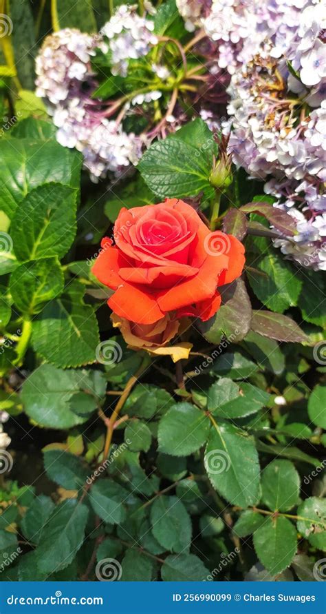 Natural Rose in garden stock image. Image of plant, garden - 256990099