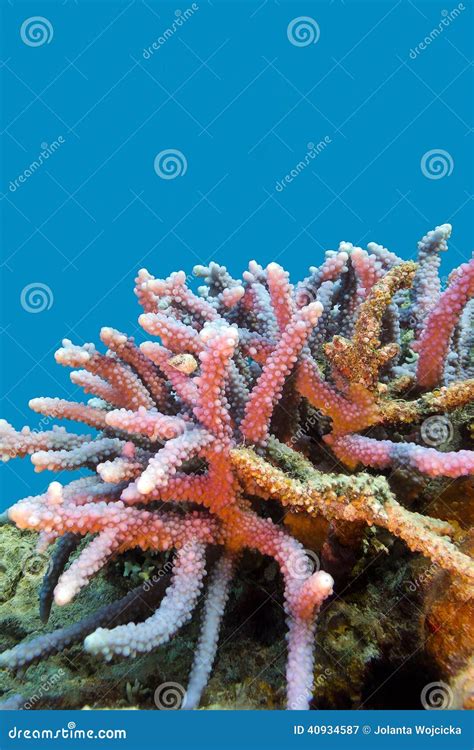 Arrecife De Coral Con El Acropora Violeta Coralino Duro En La Parte