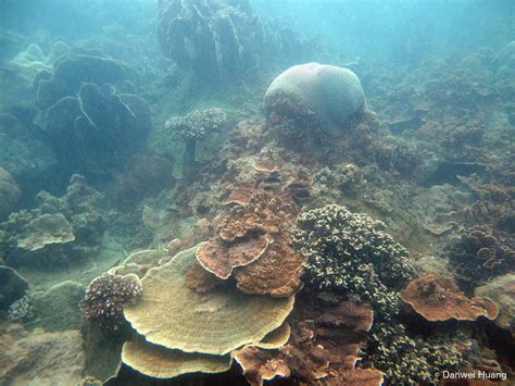 Coral Reefs - Coral Reefs of Singapore