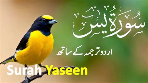 Surah Yasin Yaseen With Urdu Tarjuma Quran Tilawat Episode 053 Quran With