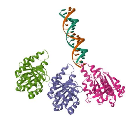 Rcsb Pdb Xbx The Cryo Em Structure Of The Rad L Loop Bound To