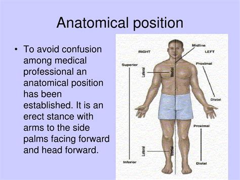 Anatomical Position