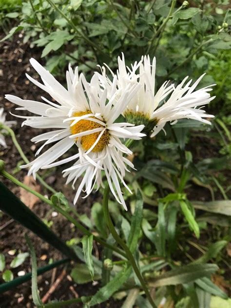 Махровая ромашка Нивяник наибольший Крейзи Дейзи (Leucanthemum superbum ...