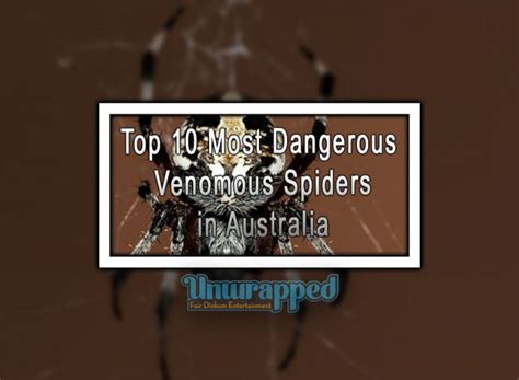 Top 10 Most Dangerous Venomous Spiders in Australia