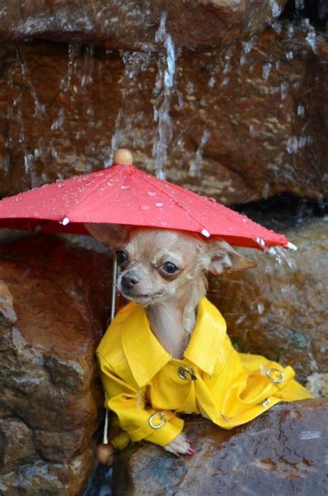 Squidlie In The Rain Hund Chihuahua Hunde Chihuahua