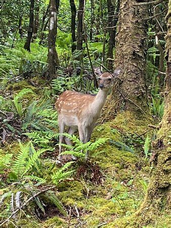 The Naked Sheep Kenmare All You Need To Know BEFORE You Go