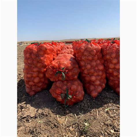 Продам лук оптом — Agro-Kazakhstan